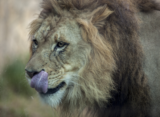 San Antonio Zoo